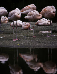 Close-up of hand feeding birds in water