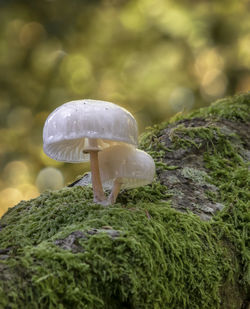 Close-up of mushroom growing on tree