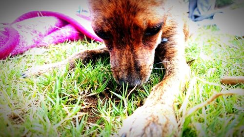 Close-up of dog looking away