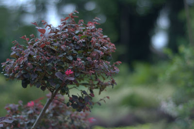 Close-up of pink flowering plant