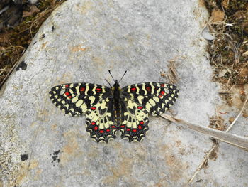 High angle view of butterfly on leaf