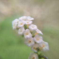 Close-up of white cherry blossom