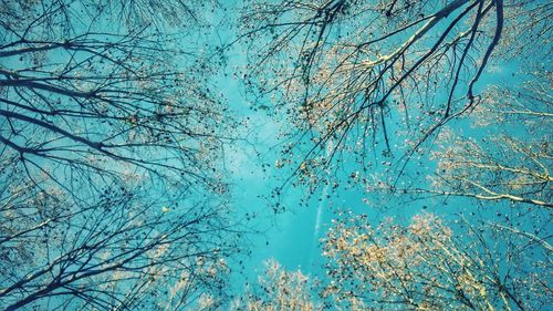 Low angle view of trees against blue sky