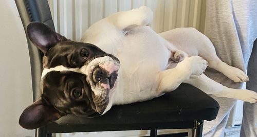 High angle view of puppy resting at home