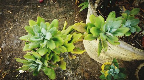 High angle view of potted plant on field