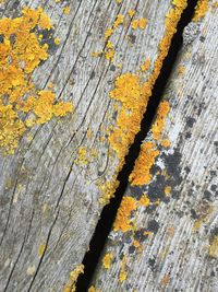 Close-up of wooden plank