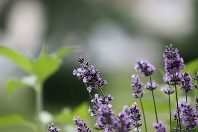 Close-up of lavender plant