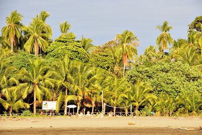 Palm trees on landscape against sky