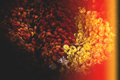 Close-up of flower tree against sky at night