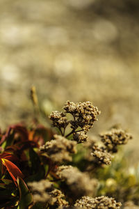 Close-up of wilted plant on field