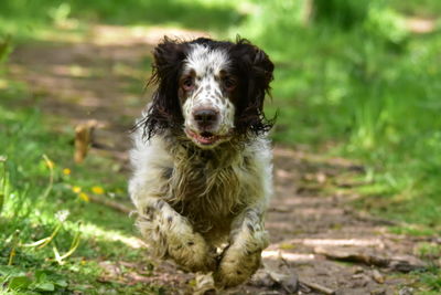 Portrait of dog sitting outdoors