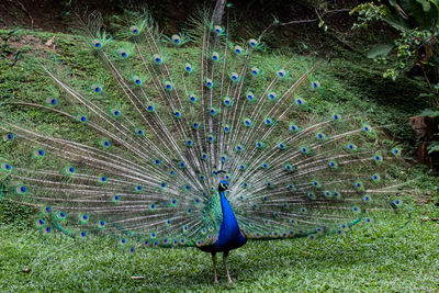 Peacock on a field