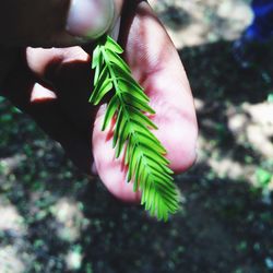 Close-up of cropped hand