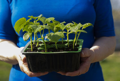 Hands of senior caucasian woman is holding a container with cucumber seedlings.