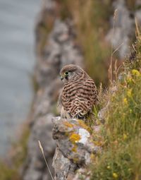 Close-up of bird perching on rock