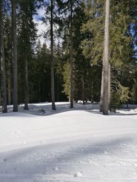 Snow covered pine trees in forest