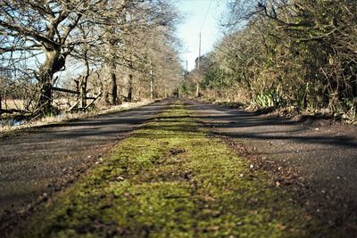 Surface level of road amidst trees in forest