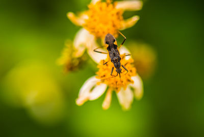 Close-up of insect on yellow flower