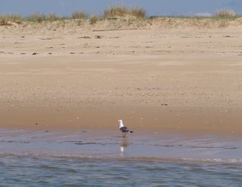 Birds on beach against sky
