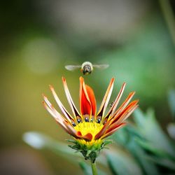 Close-up of insect on flower