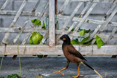 Bird perching on a fence