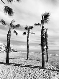 Palm trees on beach against sky