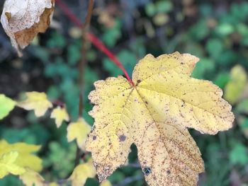 Close-up of yellow leaves on plant