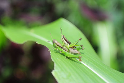 Close-up of grasshoppers mating on leaf