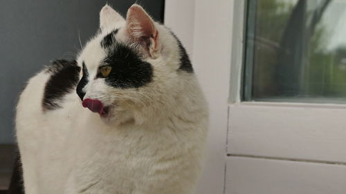 Close-up of a cat looking away