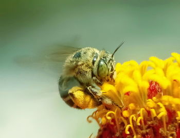 Close-up of bee pollinating on flower