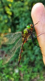 Close-up of insect on hand