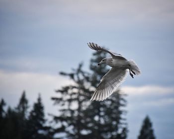 Low angle view of eagle flying against sky