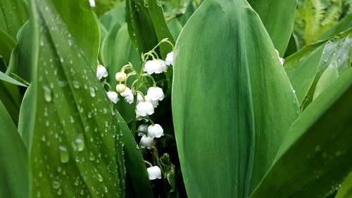 Close-up of flowers