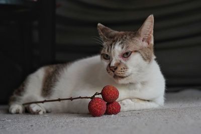 Close-up of a cat