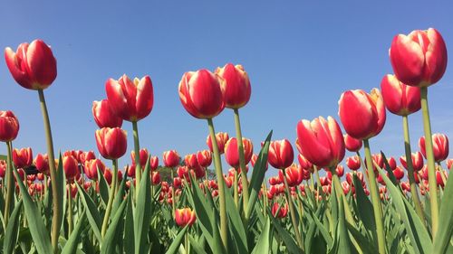 Close-up of red flowers growing in field