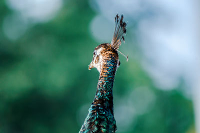 Close-up of a peacock