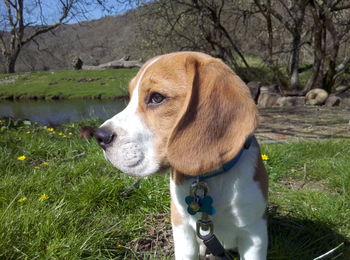 Close-up of dog on field