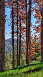 Trees in forest