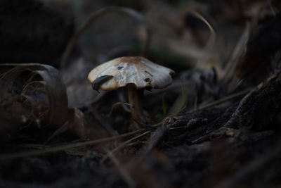 Close-up of mushroom on field