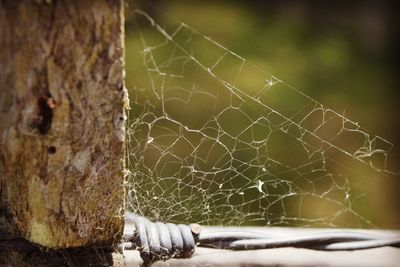 Close-up of spider web