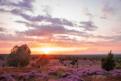 Scenic view of field against sky during sunset