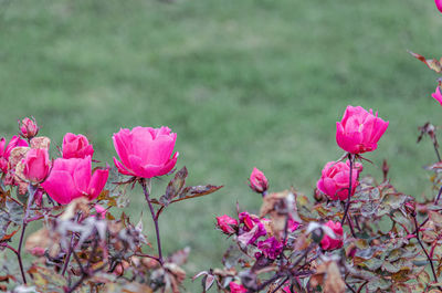 Close-up of pink flowers