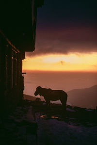 Side view of silhouette horse against orange sky