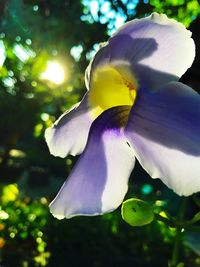 Close-up of flower against blurred background