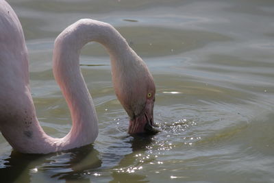 Close-up of a bird in a water