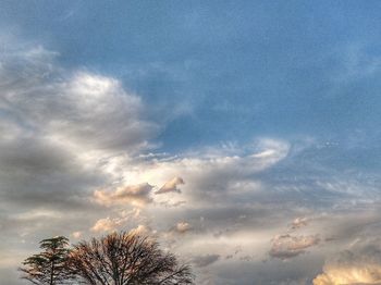 Low angle view of tree against sky