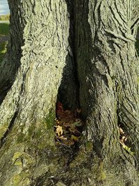 tree trunk