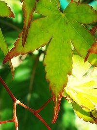 Close-up of leaves on tree during autumn