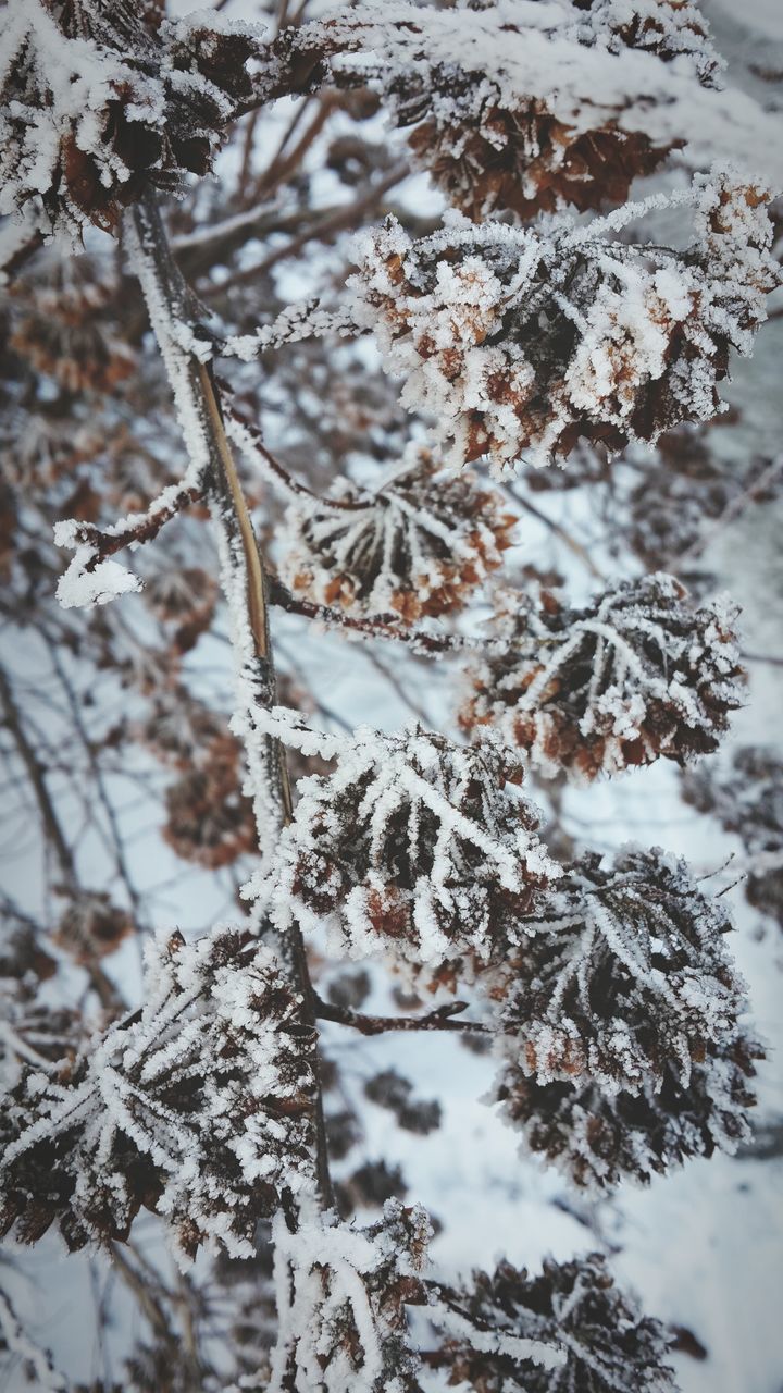 winter, cold temperature, snow, branch, nature, season, tranquility, leaf, frozen, tree, weather, bare tree, growth, close-up, dry, covering, day, dead plant, plant, twig