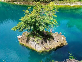 High angle view of tree in lake